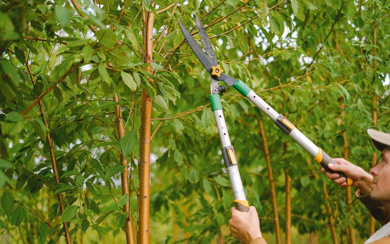 Tree trimming in Hughesville, MO